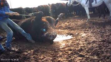 Cast cow at Feedlot - Captured at Opal Creek Feedlot, Dunmore QLD Australia.
