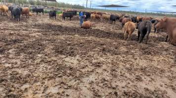 Cows at Feedlot - Captured at Opal Creek Feedlot, Dunmore QLD Australia.