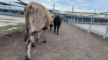 Cows at Feedlot - Captured at Opal Creek Feedlot, Dunmore QLD Australia.