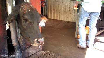 Cow in crush at Feedlot - Captured at Opal Creek Feedlot, Dunmore QLD Australia.