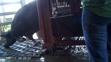 Cow in crush at Feedlot - Captured at Opal Creek Feedlot, Dunmore QLD Australia.