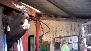 Cow in crush at Feedlot - Captured at Opal Creek Feedlot, Dunmore QLD Australia.