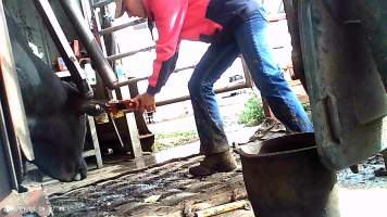 Cow in crush at Feedlot - ear tagging - Captured at Opal Creek Feedlot, Dunmore QLD Australia.