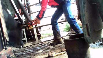 Cow in crush at Feedlot - ear tagging - Captured at Opal Creek Feedlot, Dunmore QLD Australia.