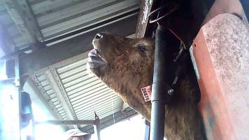 Cow in crush at Feedlot - Captured at Opal Creek Feedlot, Dunmore QLD Australia.