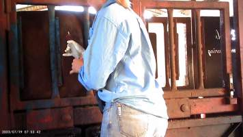 Cow in crush at Feedlot - injection - Captured at Opal Creek Feedlot, Dunmore QLD Australia.