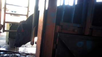 Cow in crush at Feedlot - Captured at Opal Creek Feedlot, Dunmore QLD Australia.