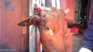 Cow in crush at Feedlot - infected horn - Captured at Opal Creek Feedlot, Dunmore QLD Australia.