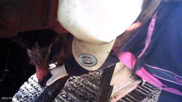Cow in crush at Feedlot - prolapsed penis - Captured at Opal Creek Feedlot, Dunmore QLD Australia.