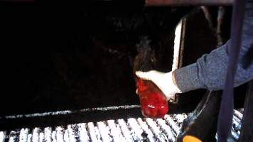 Cow in crush at Feedlot - prolapsed penis - Captured at Opal Creek Feedlot, Dunmore QLD Australia.