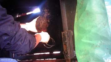 Cow in crush at Feedlot - prolapsed penis - Captured at Opal Creek Feedlot, Dunmore QLD Australia.