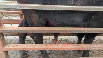 Cow at Feedlot - prolapsed penis - Captured at Opal Creek Feedlot, Dunmore QLD Australia.