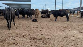 Calf born at feedlot - Captured at Opal Creek Feedlot, Dunmore QLD Australia.