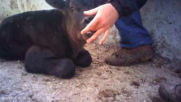 Calf born at feedlot - Captured at Opal Creek Feedlot, Dunmore QLD Australia.
