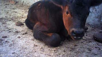 Calf born at feedlot - Captured at Opal Creek Feedlot, Dunmore QLD Australia.