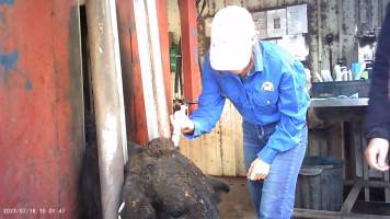 Drugs given to cows on feedlot - Captured at Opal Creek Feedlot, Dunmore QLD Australia.