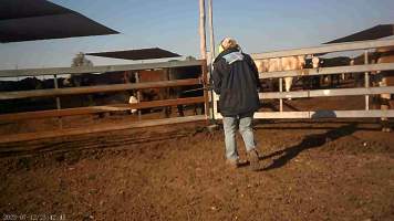 About to shoot cow at feedlot - Captured at Opal Creek Feedlot, Dunmore QLD Australia.