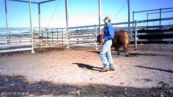 About to shoot cow at feedlot - Captured at Opal Creek Feedlot, Dunmore QLD Australia.