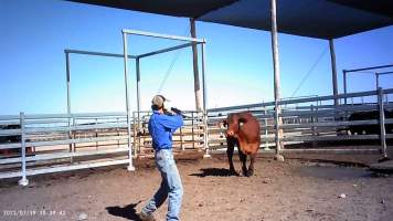 About to shoot cow at feedlot - Captured at Opal Creek Feedlot, Dunmore QLD Australia.