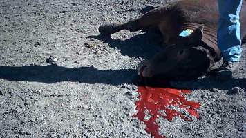Cow shot at Feedlot - Captured at Opal Creek Feedlot, Dunmore QLD Australia.