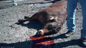 Cow shot at Feedlot - Captured at Opal Creek Feedlot, Dunmore QLD Australia.