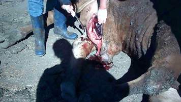 Dead cow with 'water belly' at Feedlot - Captured at Opal Creek Feedlot, Dunmore QLD Australia.