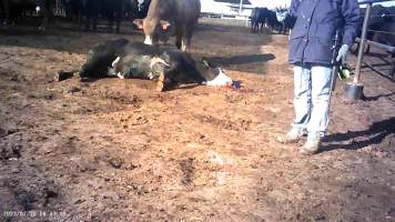 Dead cow at Feedlot - Captured at Opal Creek Feedlot, Dunmore QLD Australia.
