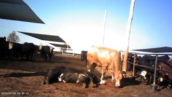 Dead cow at Feedlot - Captured at Opal Creek Feedlot, Dunmore QLD Australia.