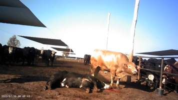 Dead cow at Feedlot - Captured at Opal Creek Feedlot, Dunmore QLD Australia.
