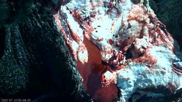 Autopsy on dead cow at feedlot - Captured at Opal Creek Feedlot, Dunmore QLD Australia.