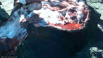 Autopsy on dead cow at feedlot - Captured at Opal Creek Feedlot, Dunmore QLD Australia.