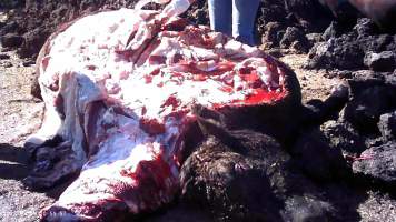 Autopsy on dead cow at feedlot - Captured at Opal Creek Feedlot, Dunmore QLD Australia.