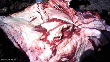 Autopsy on dead cow at feedlot - Captured at Opal Creek Feedlot, Dunmore QLD Australia.