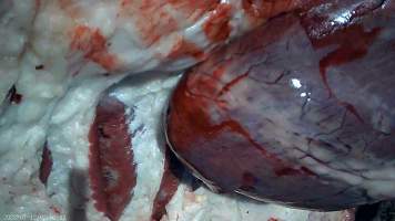 Autopsy on dead cow at feedlot - Captured at Opal Creek Feedlot, Dunmore QLD Australia.