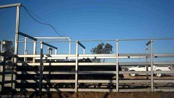Cows at Feedlot - Captured at Opal Creek Feedlot, Dunmore QLD Australia.