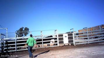 Cows at feedlot transported to slaughter - Captured at Opal Creek Feedlot, Dunmore QLD Australia.