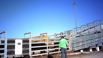 Cows at feedlot transported to slaughter - Captured at Opal Creek Feedlot, Dunmore QLD Australia.
