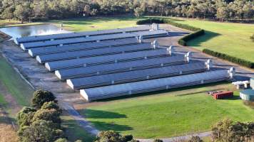 Yanderra Turkey Farm - Captured at Yanderra Farm - Ingham Turkey Farm, Bargo NSW Australia.