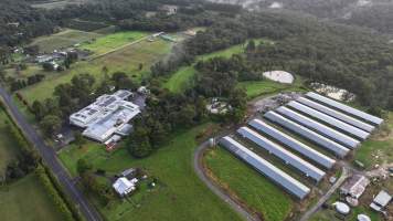 Rosjo Broilers - Captured at Rosjo Investments P/L Farm 1, Mangrove Mountain NSW Australia.