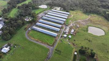 Rosjo Broilers - Captured at Rosjo Investments P/L Farm 1, Mangrove Mountain NSW Australia.