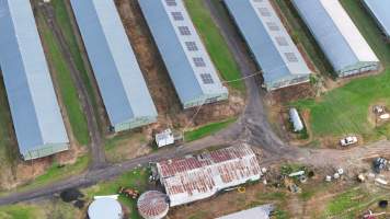 Rosjo Broilers - Captured at Rosjo Investments P/L Farm 1, Mangrove Mountain NSW Australia.