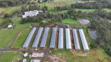 Rosjo Broilers - Captured at Rosjo Investments P/L Farm 1, Mangrove Mountain NSW Australia.