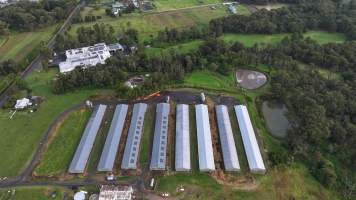 Rosjo Broilers - Captured at Rosjo Investments P/L Farm 1, Mangrove Mountain NSW Australia.