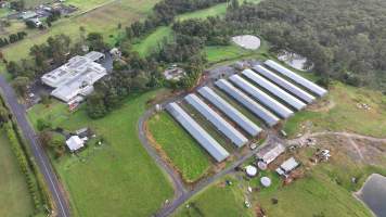 Rosjo Broilers - Captured at Rosjo Investments P/L Farm 1, Mangrove Mountain NSW Australia.