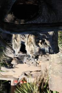 Meerkats at Symbio Wildlife Park - Captured at Symbio Wildlife Park, Helensburgh NSW Australia.