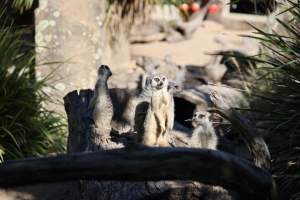 Meekats at Symbio Wildlife Park - Captured at Symbio Wildlife Park, Helensburgh NSW Australia.