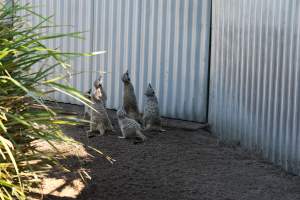 Symbio Wildlife Park - Captured at Symbio Wildlife Park, Helensburgh NSW Australia.