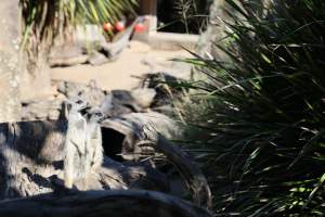 Symbio Wildlife Park - Captured at Symbio Wildlife Park, Helensburgh NSW Australia.