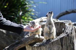 Symbio Wildlife Park - Captured at Symbio Wildlife Park, Helensburgh NSW Australia.