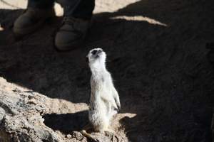 Symbio Wildlife Park - Captured at Symbio Wildlife Park, Helensburgh NSW Australia.